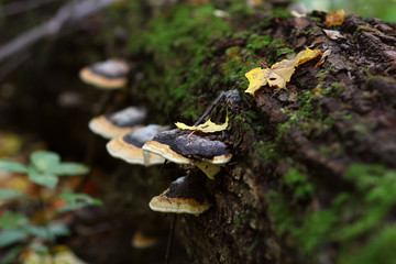 fungus tinder and autumn leaves on a fallen tree overgrown with moss