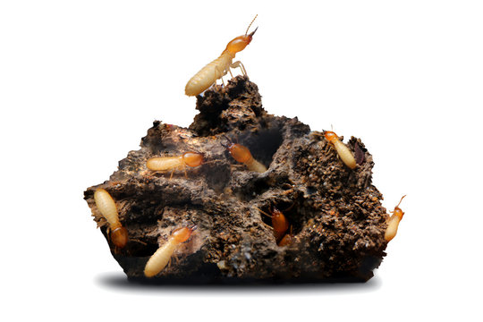 Group of The termite on the ground is searching for food to feed the larvae in the cavity on white background.