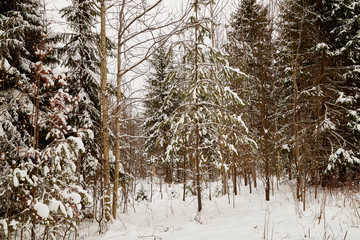 Fototapeta premium Snow covered trees in a winter forest