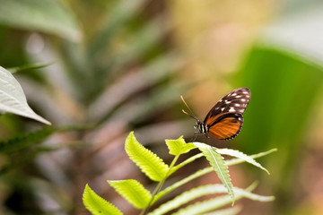 tiger longwing in costa rica