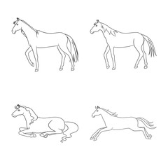 Vector design of stallion and galloping icon. Set of stallion and riding stock vector illustration.