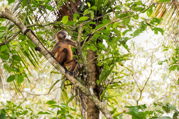 spider monkey in Costa Rica