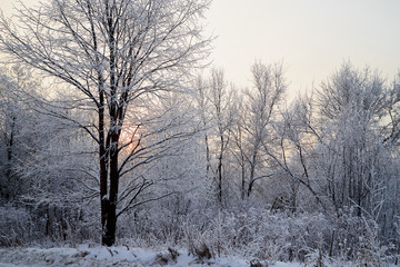 Snow covered trees in a winter forest