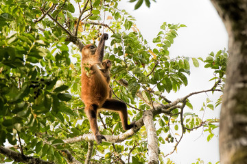 spider monkey and baby in Costa Rica