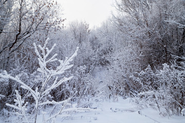 Snow covered trees in a winter forest