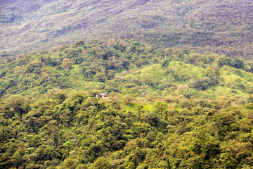 jungle forest in Costa rica