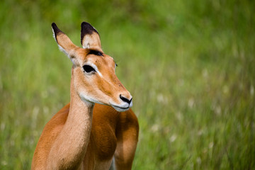Tanzania, East Africa