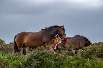 Fototapeta premium Wild horses close together, eating and standing near shrubs on a cloudy day in England, UK. 