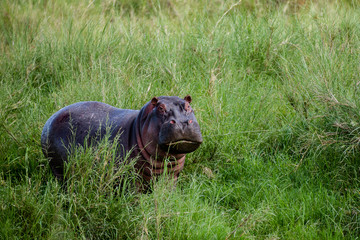 Tanzania, East Africa