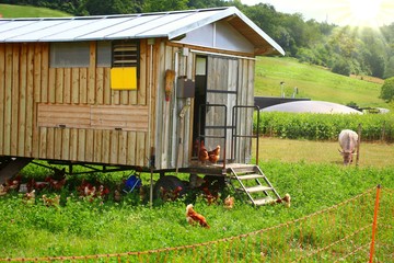 fahrbarer hühnerstall mit hühner © Christine