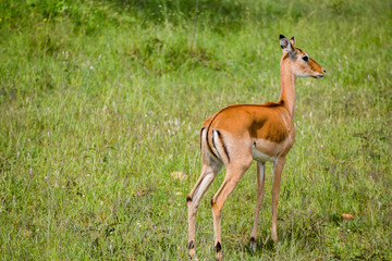 Tanzania, East Africa