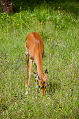 Tanzania, East Africa