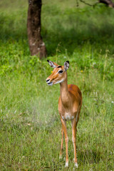 Tanzania, East Africa