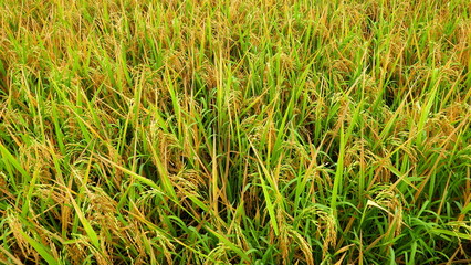 sonnige Nahaufnahme von reifem Reisfeld