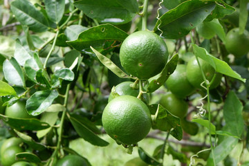 Lemons fruit in nature background.