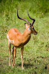 Tanzania, East Africa