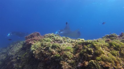 Beautiful Manta Rays Pair. Group Of Graceful & Peaceful Sea Mantas Swimming Together. Calm Sea Rays Gliding. Pelagic Filter Feeders Marine Life In Blue Water Cleaning Station & Sunlit Sea Surface