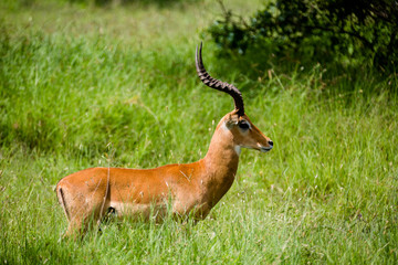 Tanzania, East Africa