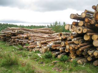 wood and logs