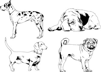 Пvector drawings sketches pedigree dogs in the racks drawn in ink by hand , objects with no background	ечать