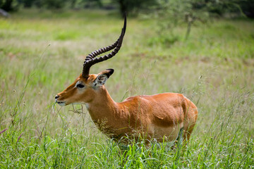 Tanzania, East Africa