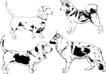 Пvector drawings sketches pedigree dogs in the racks drawn in ink by hand , objects with no background	ечать