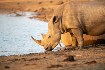 Obraz premium White rhino crash drinking and wallowing at a local watering hole