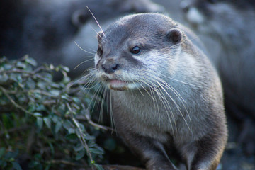 Otter