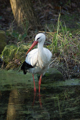 Fototapeta premium Stork