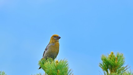 ハイマツの上でくつろぐギンザンマシコメス＠大雪山、北海道