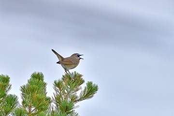 ハイマツの上でくつろぐノゴマオス＠大雪山、北海道