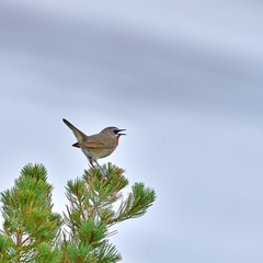 ハイマツの上でくつろぐノゴマオス＠大雪山、北海道