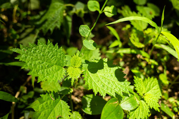 sting nettle in the tropical forest