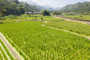 Fototapeta na wymiar water bamboo(zizania latifolia) farm