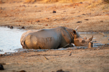 White rhino around a watering hole drinking and wallowing in the mud © Darrel