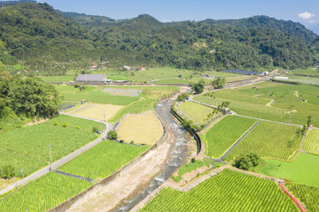 Fototapeta premium water bamboo(zizania latifolia) farm