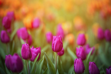 Colorful tulips in the flower garden.