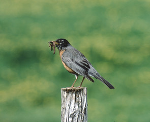 American Robin (Turdus Migratorius)