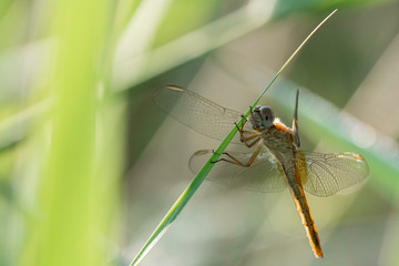 libellule.