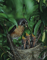 American Robin (Turdus Migratorius) Bird Nest