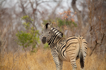 Zebra Crossing the road