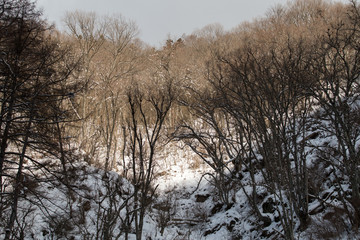 Beautifu ltrees   -  雪そして美しい山の木々