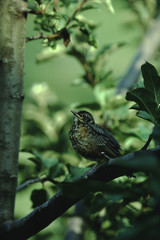 American Robin (Turdus Migratorius) Juvenile