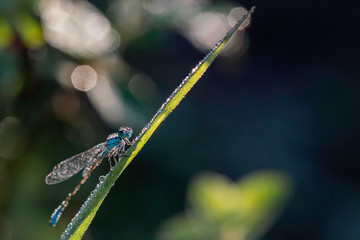 Agrion.