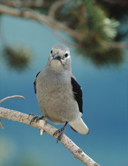 Clark's Nutcracker (Nucifraga Columbiana)