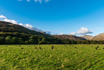 Fototapeta premium Sheep with white heads and black bodies are seen eating on a grass field in the countryside as the brown hills in the background are lit up by the sun, on a partially sunny day in the Lake District