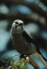 Clark's Nutcracker (Nucifraga Columbiana)