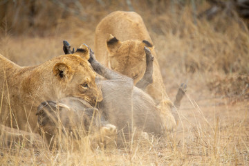 Lioness killing a warthog