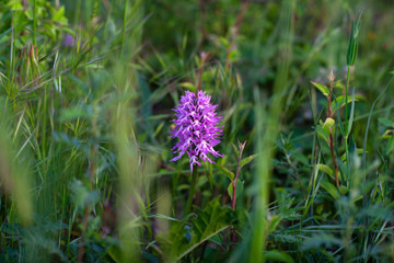 Close up of wild orchid