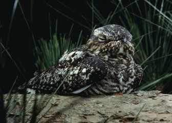 Common Nighthawk (Chordeiles Minor)